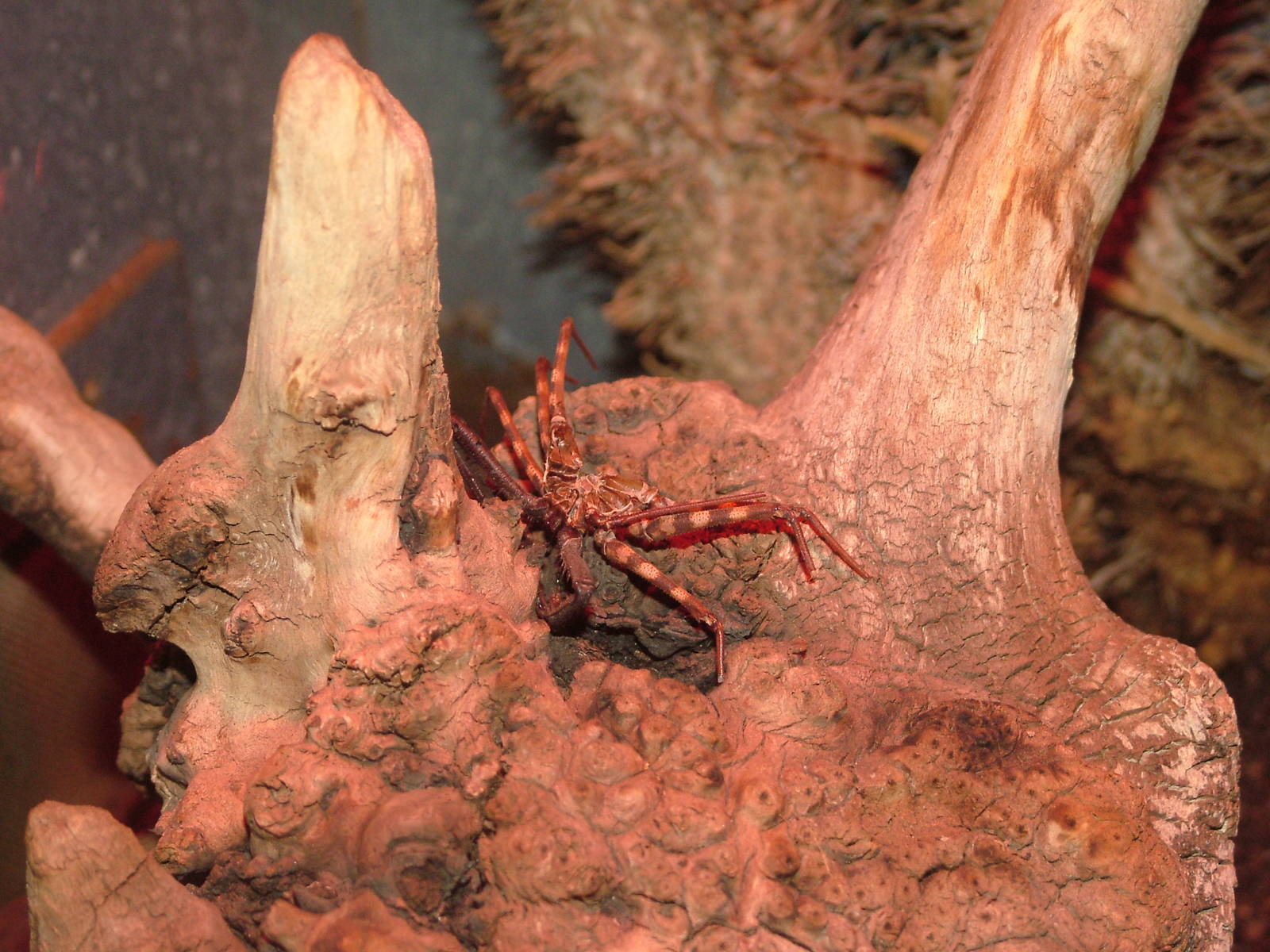 Amblypygid at Wilhelma, Stuttgart 02/09/10