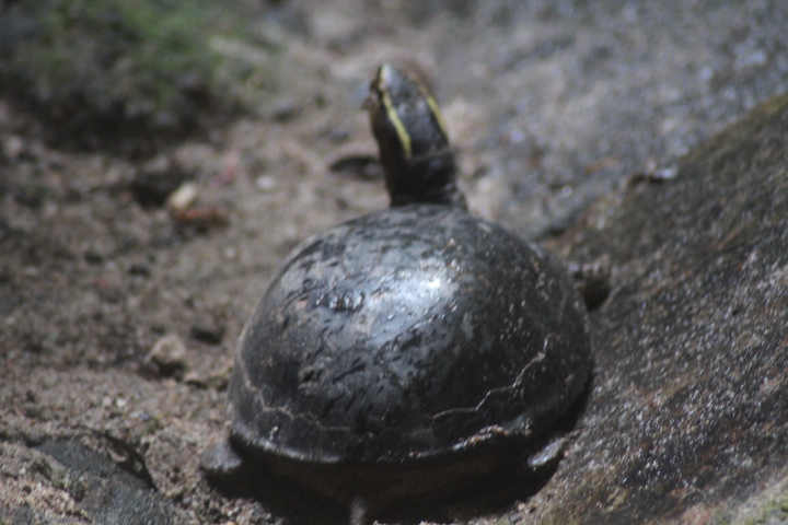Amboina box turtle (Cuora amboinensis couro)
