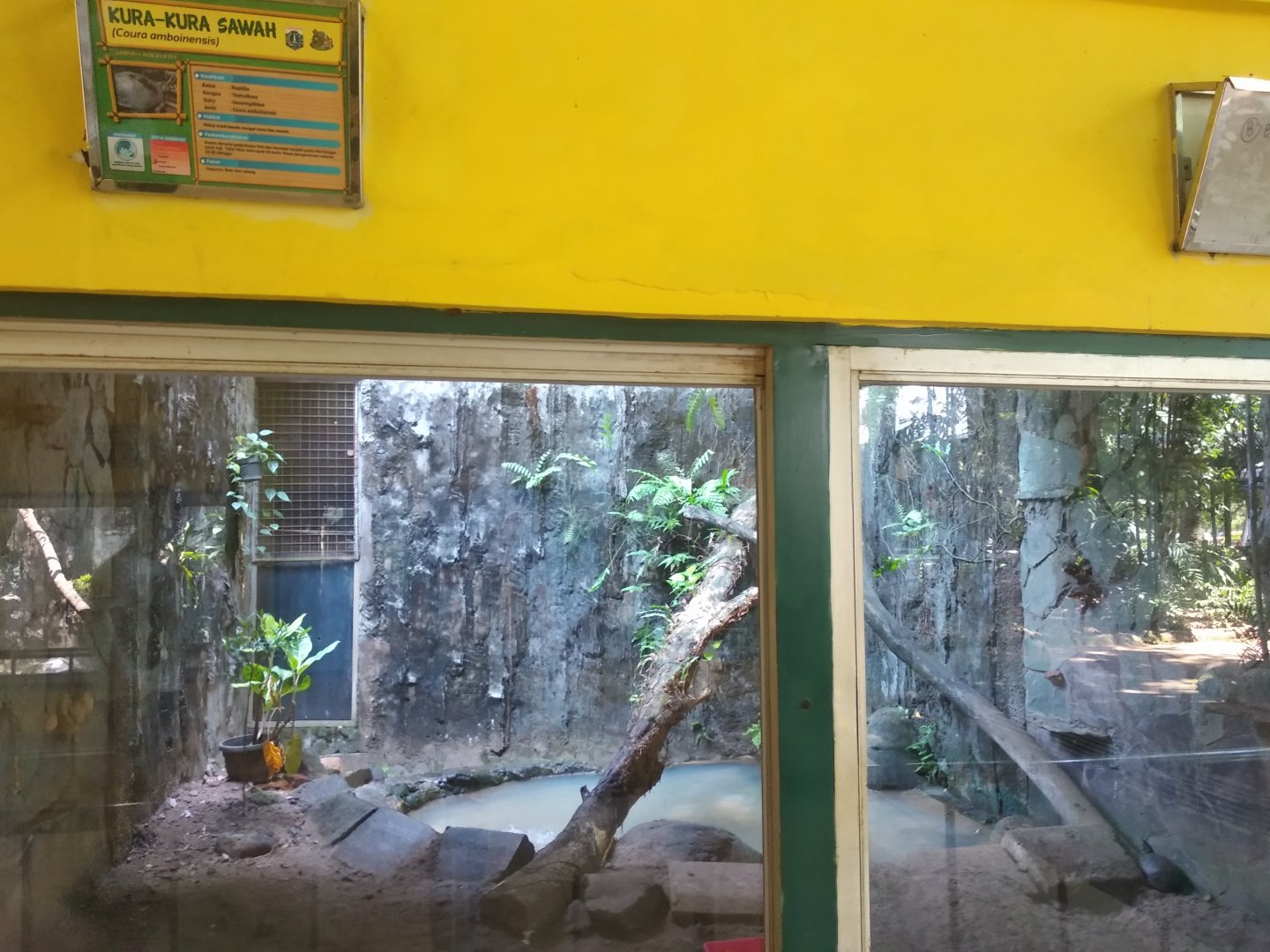 Amboina box turtle (Cuora amboinensis) exhibit
