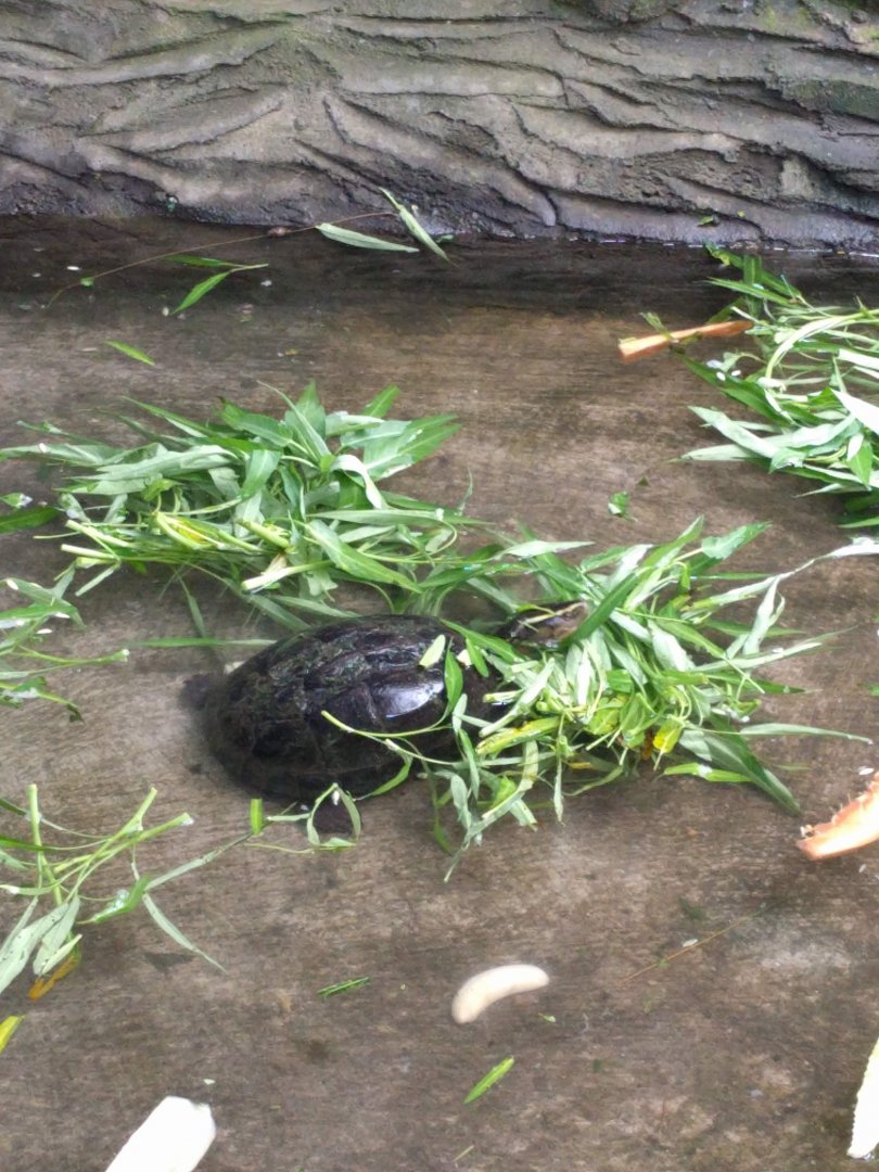 Amboina Box Turtle (Cuora amboinensis) - Taru Jurug Zoo