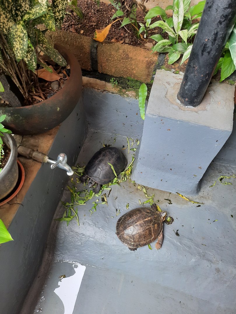 amboina box turtle (cuora amboinensis)