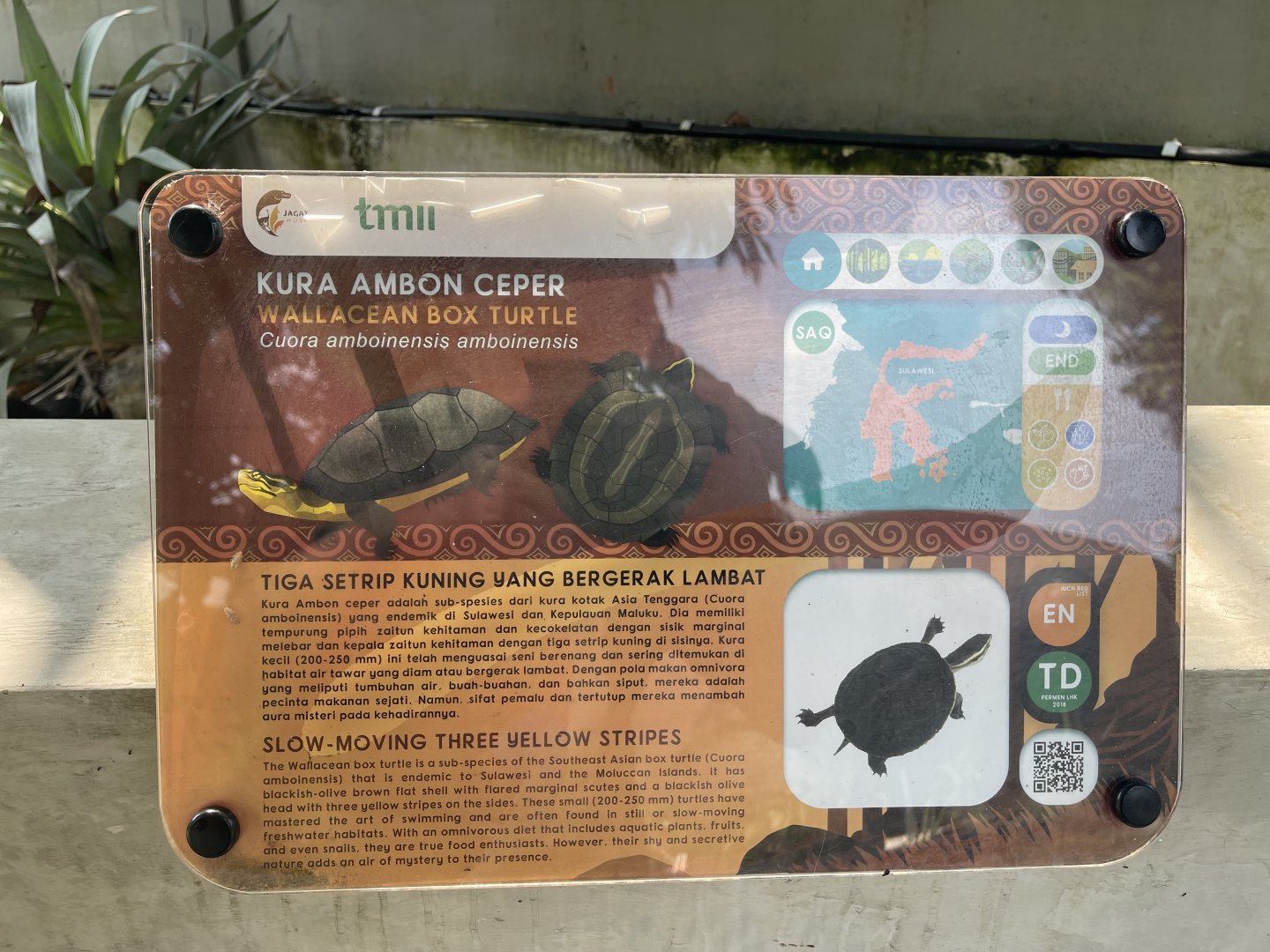 amboina box turtle signage - museum komodo