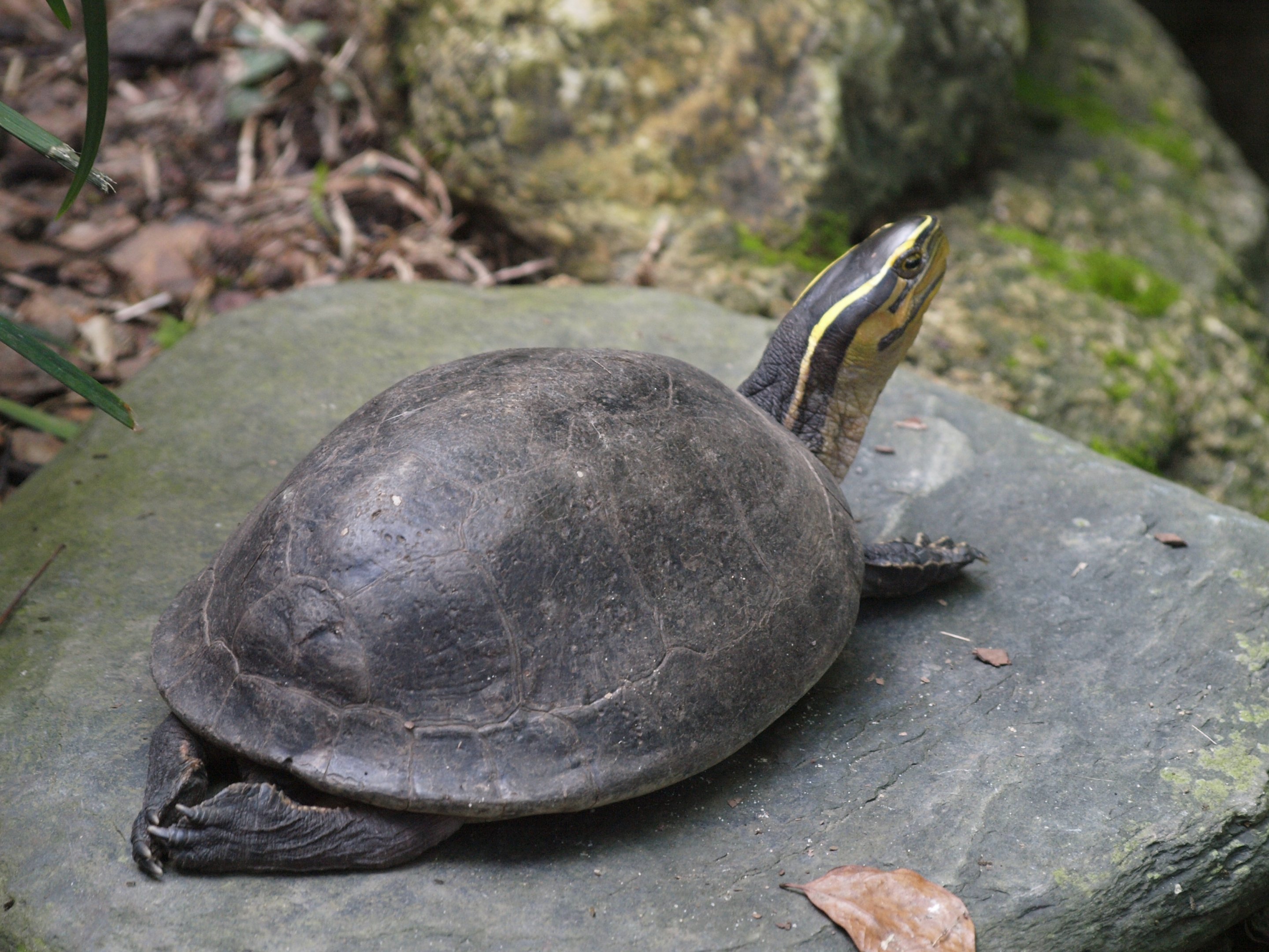 Amboina Box turtle