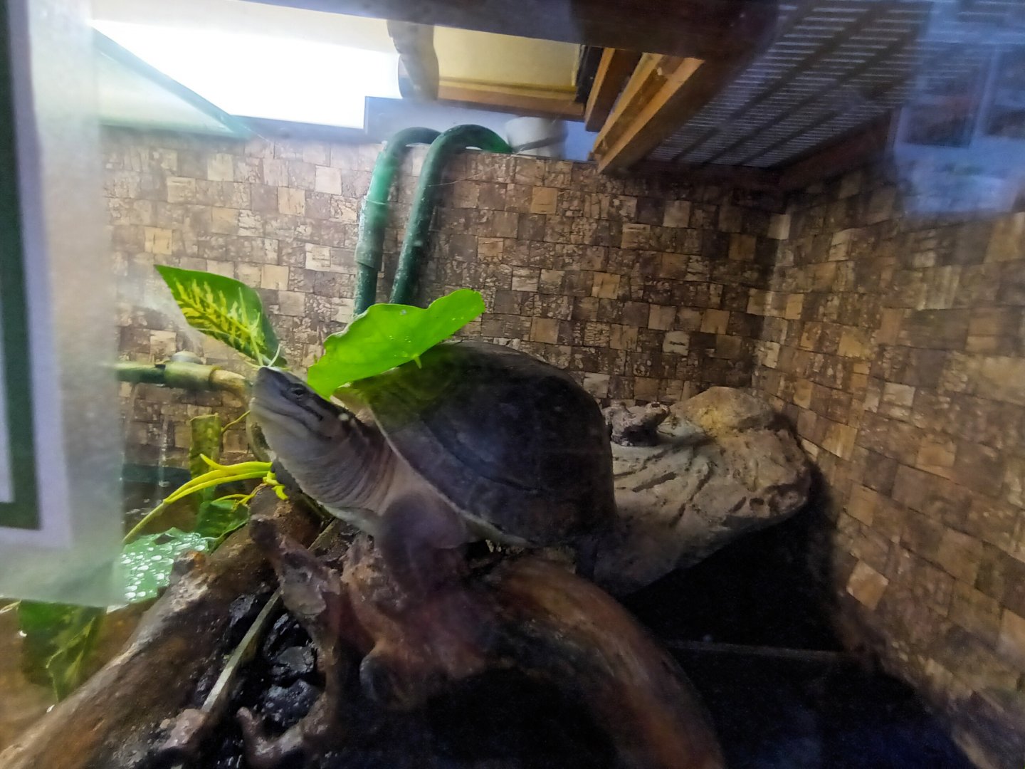 Amboina Box Turtle