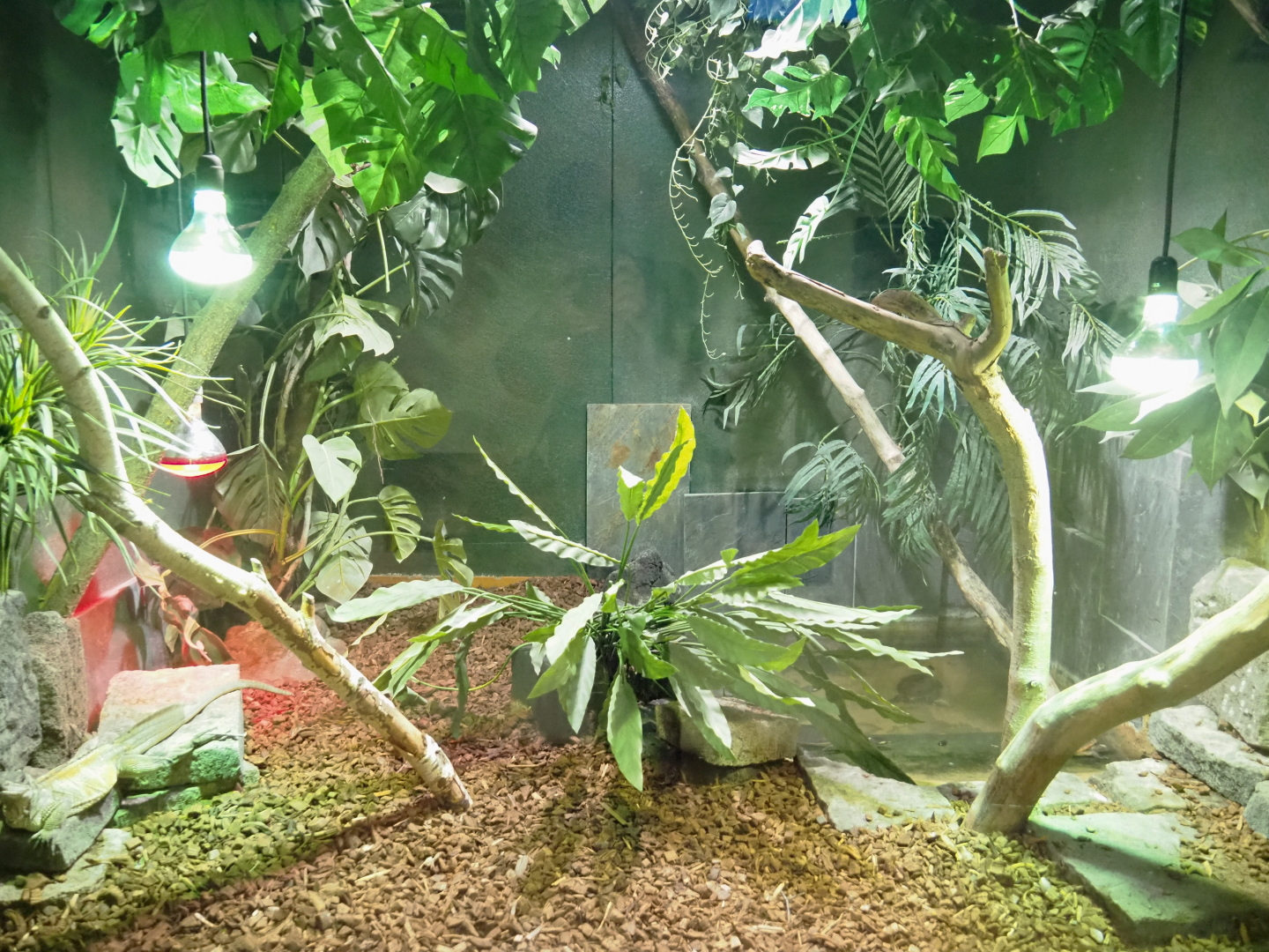 Amboina sail-finned lizard and Red-bellied short-necked turtle terrarium, 2021-09-03