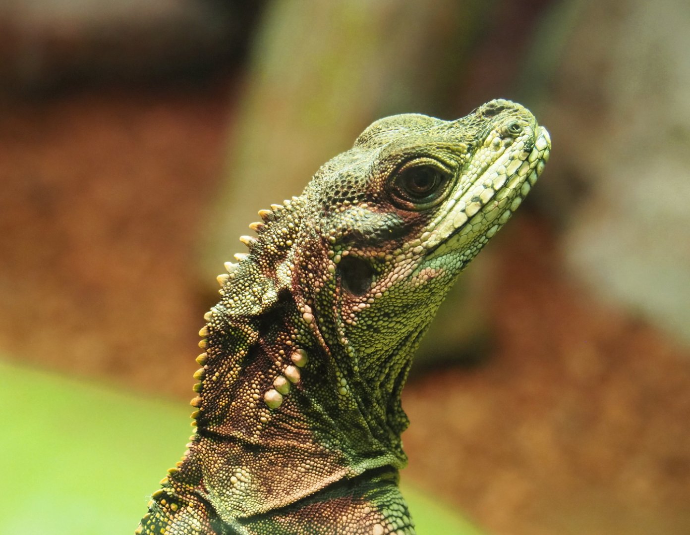 Amboina sail-finned lizard (Hydrosaurus amboinensis), 2021-06-15