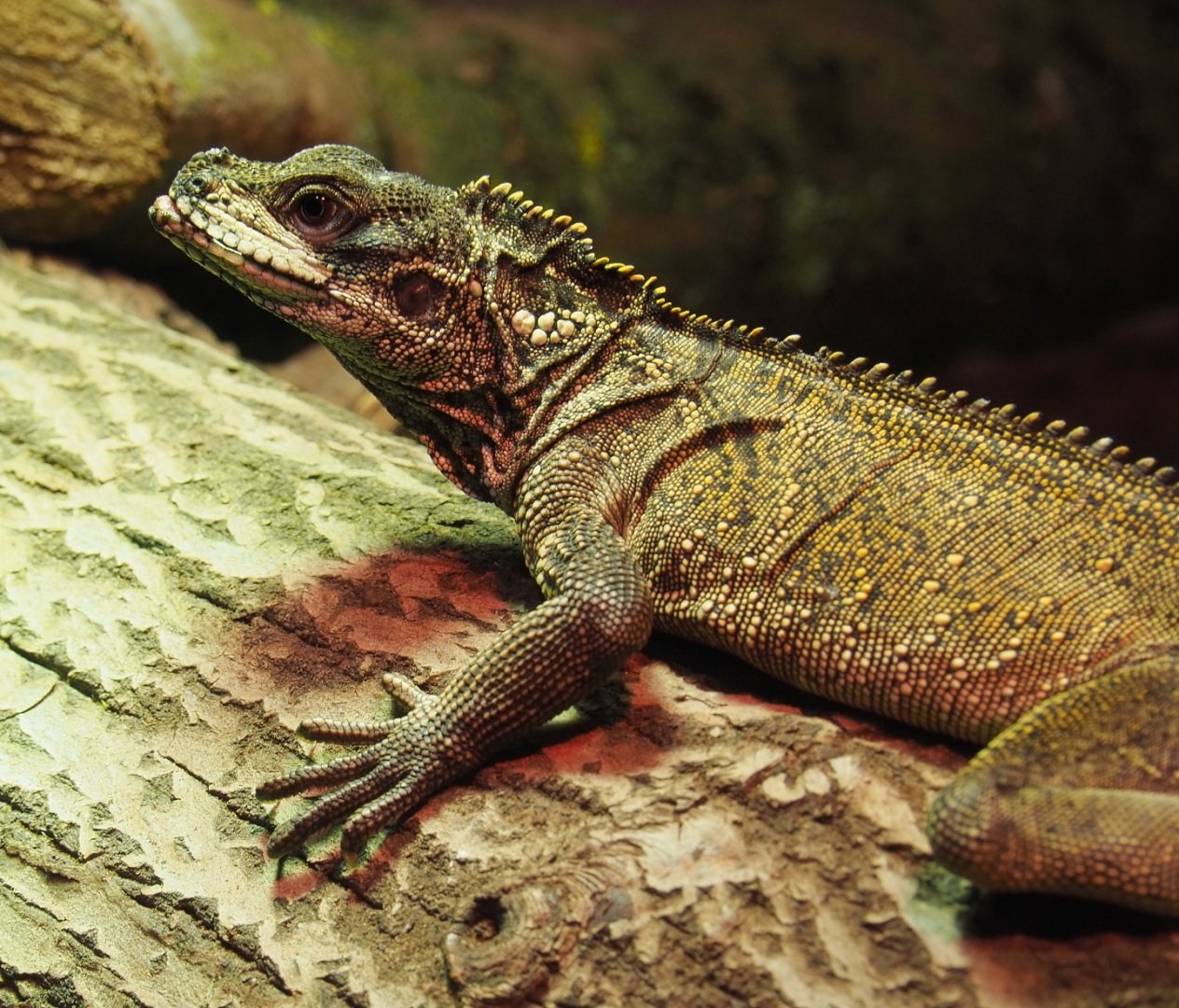 Amboina sail-finned lizard (Hydrosaurus amboinensis), 2021-06-15