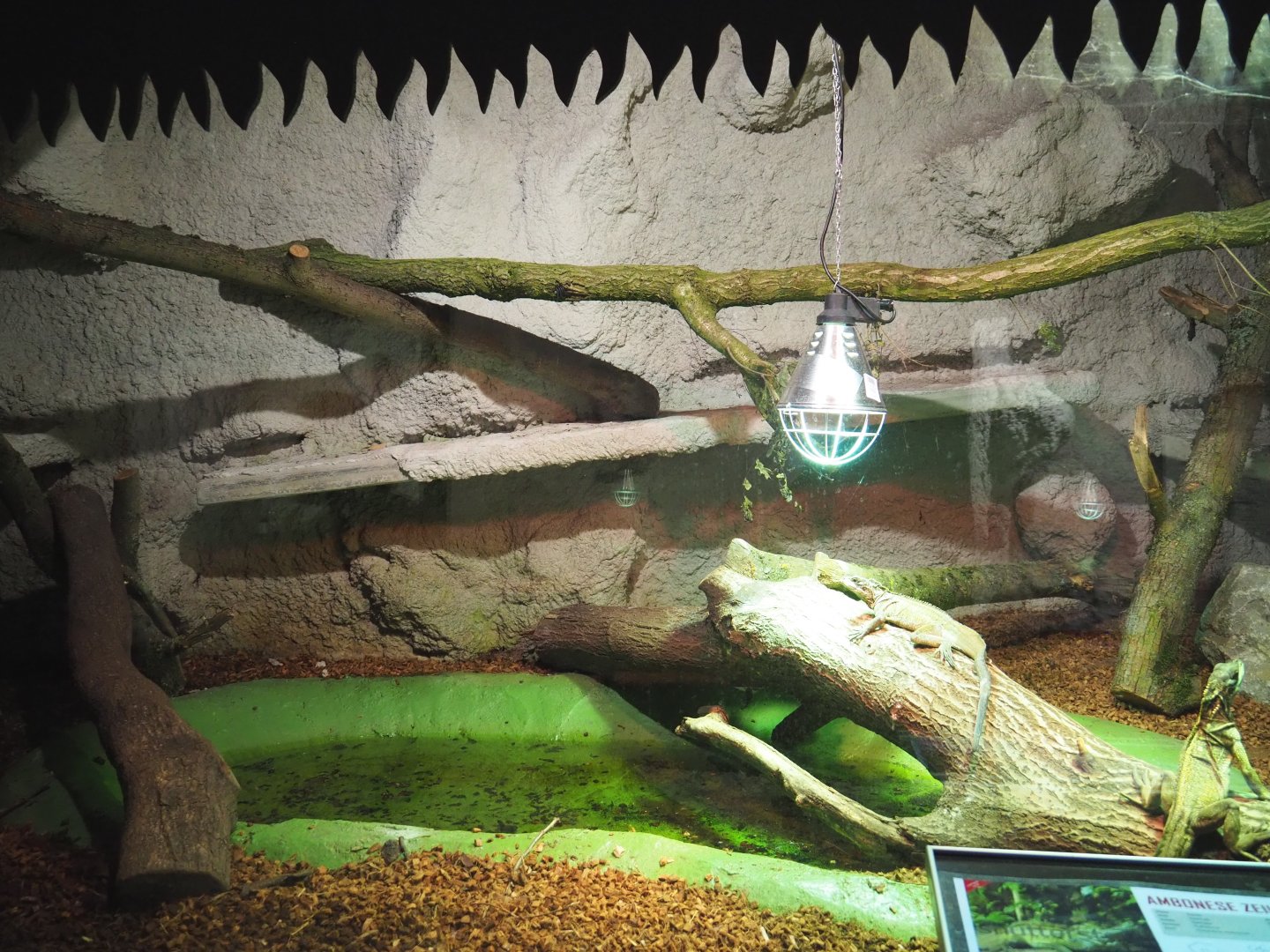 Amboina sail-finned lizard terrarium, 2021-06-15