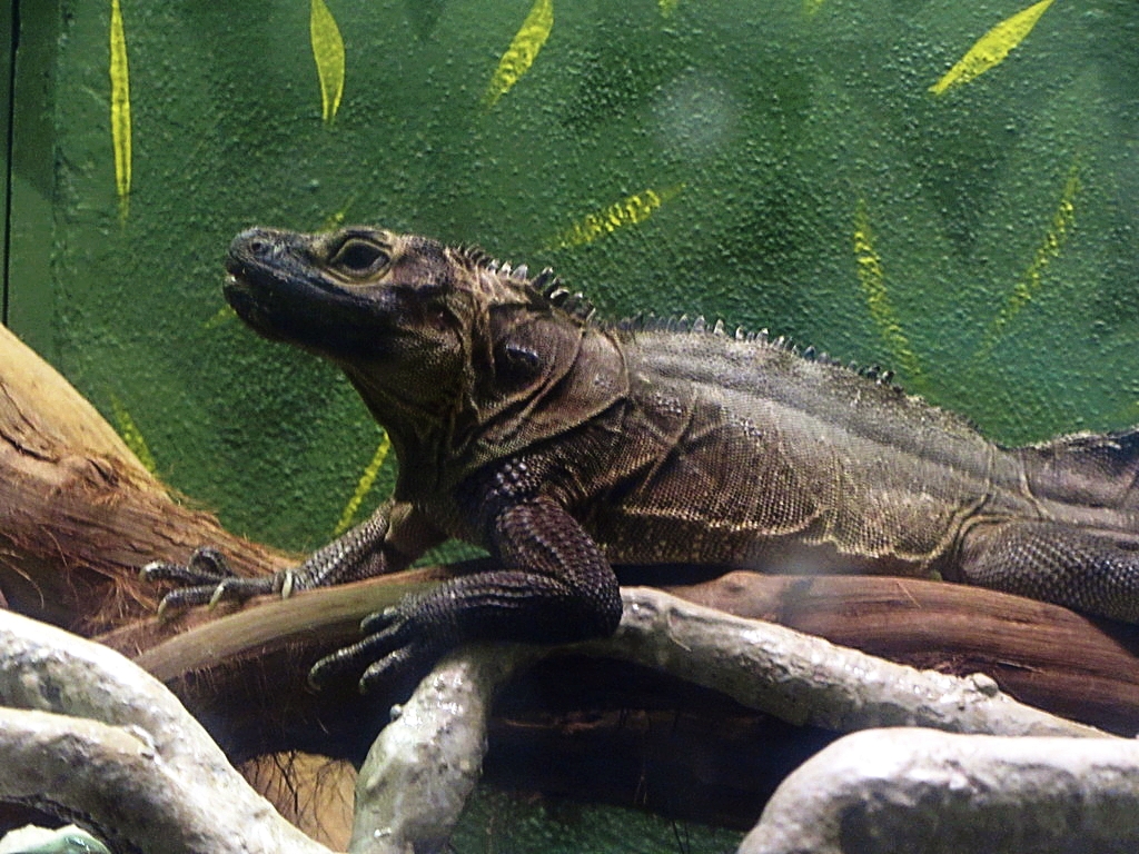 Amboina sailfin dragon