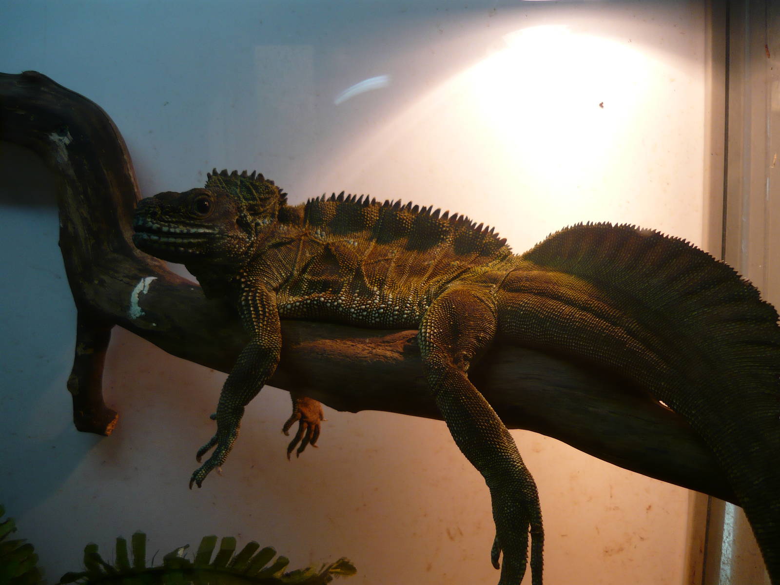 Amboina sailfin lizard (Hydrosaurus amboinensis)