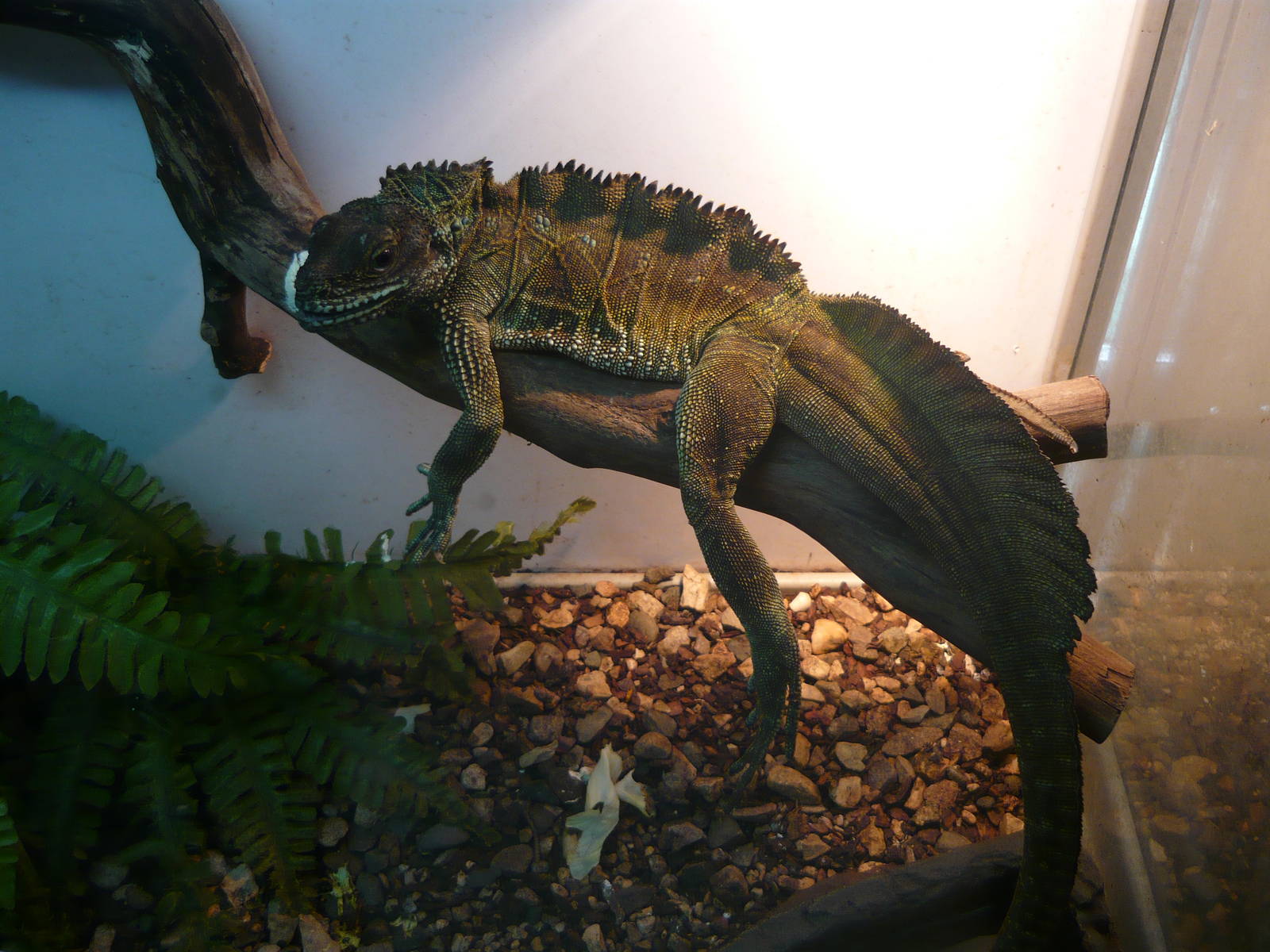 Amboina sailfin lizard (Hydrosaurus amboinensis)