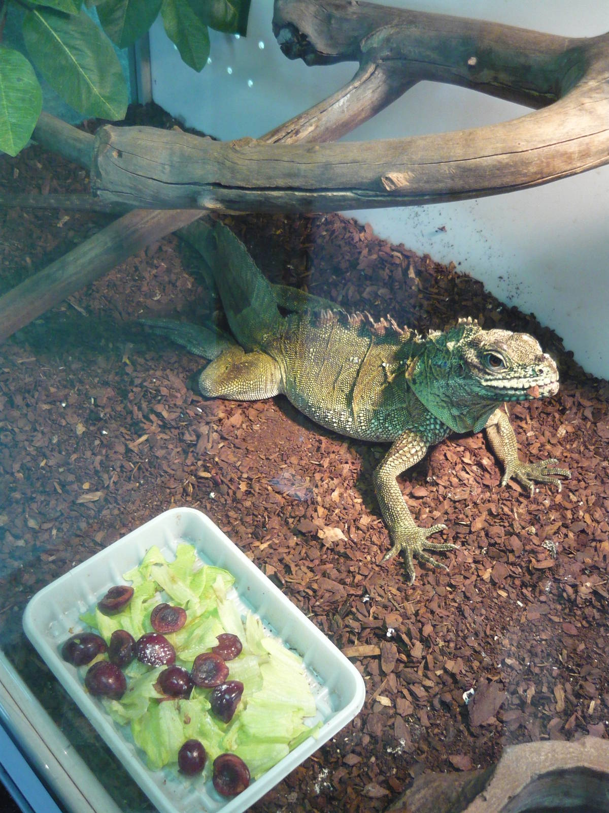 Amboina sailfin lizard (Hydrosaurus amboinensis)