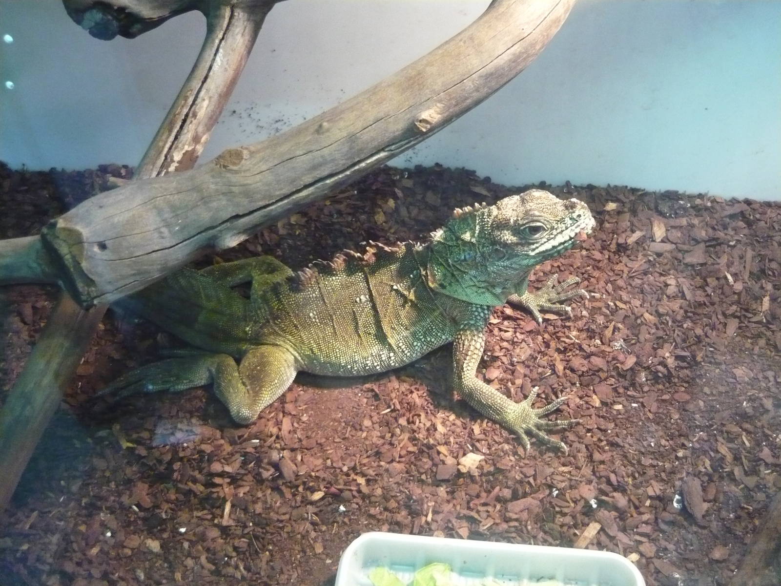 Amboina sailfin lizard (Hydrosaurus amboinensis)