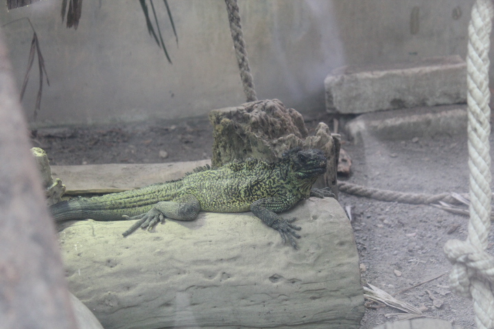 Amboina sailfin lizard (Hydrosaurus amboinensis)