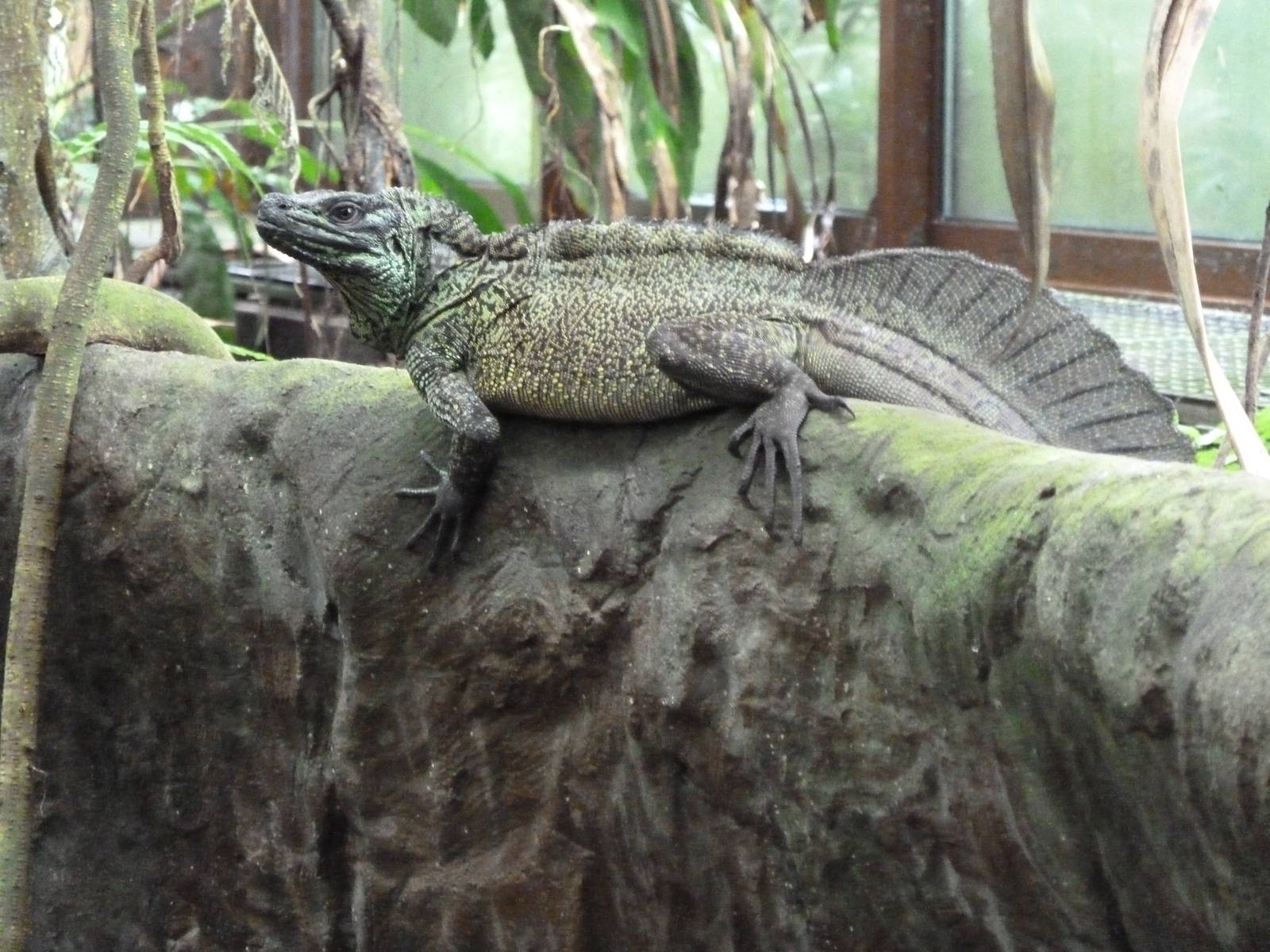 Amboina Sailfin Lizard
