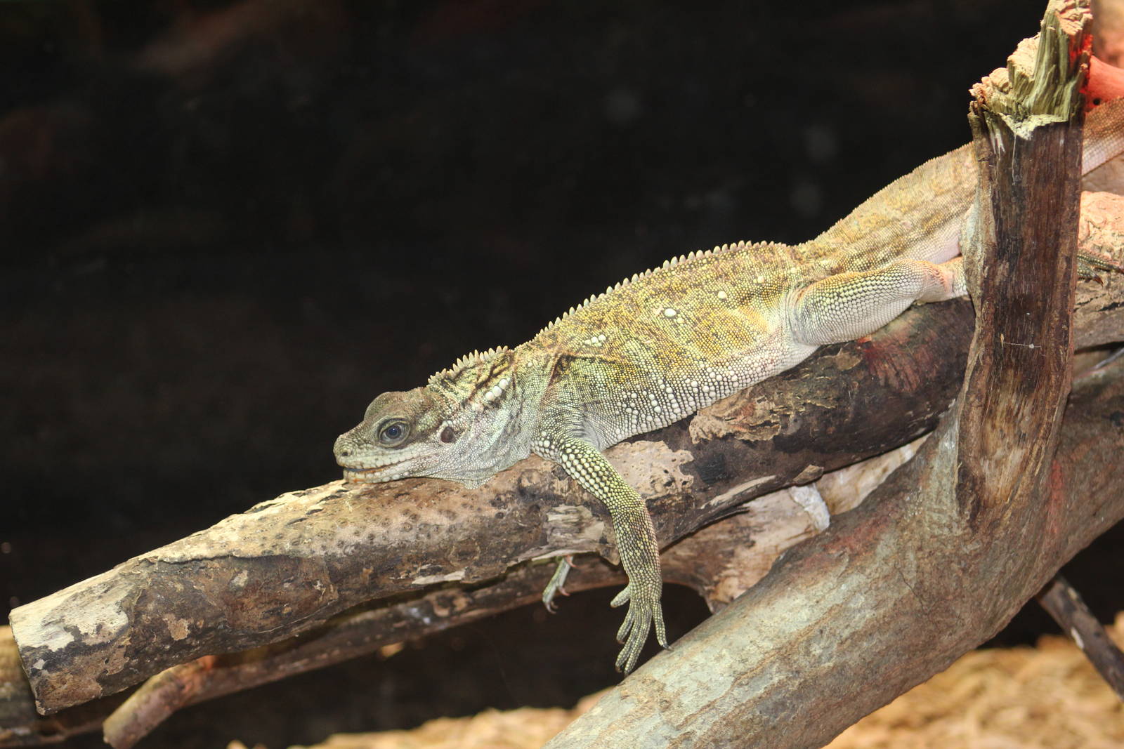 Amboina Sailfin Lizard