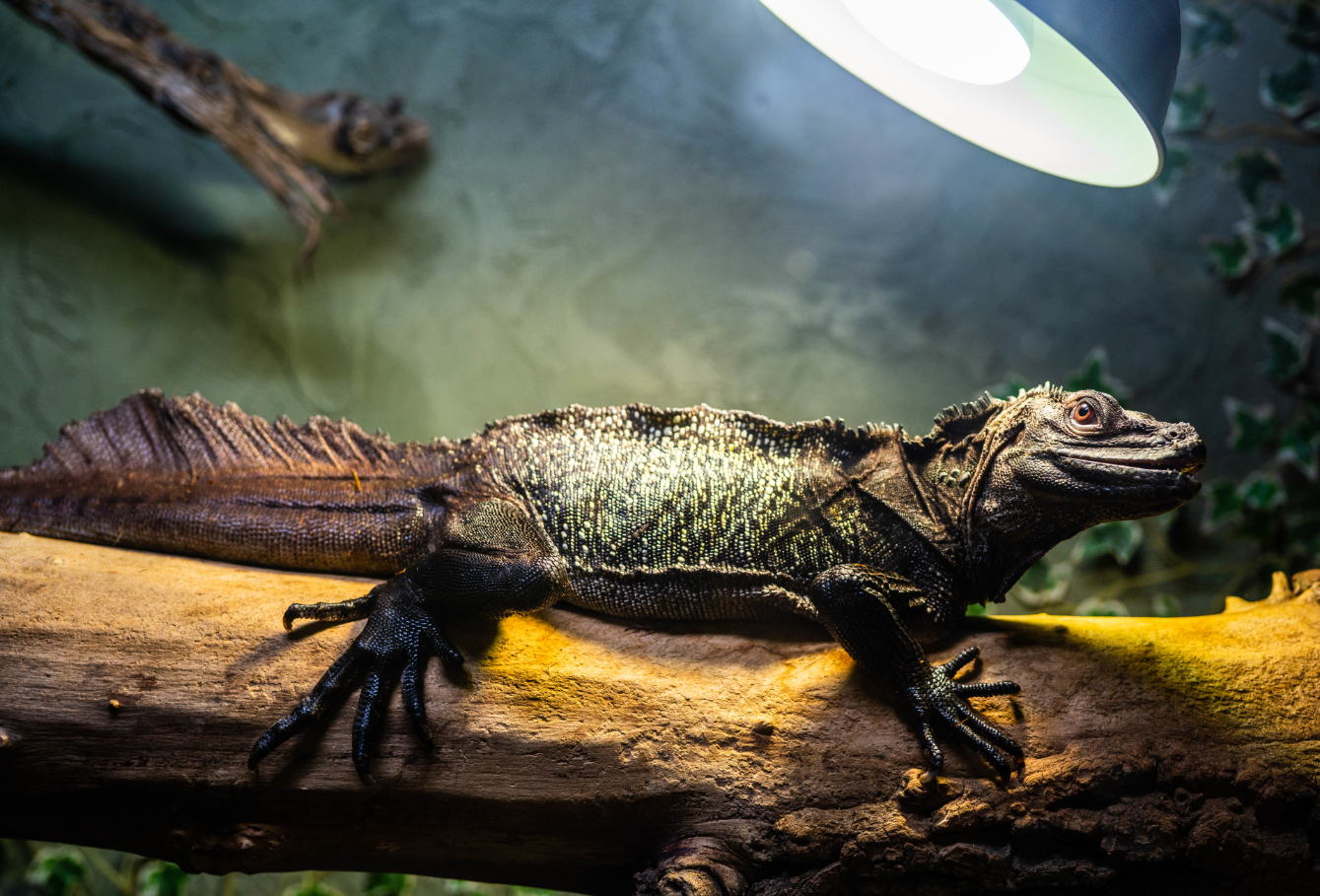 Amboina Sailfin Lizard