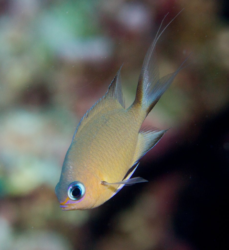 Ambon Chromis