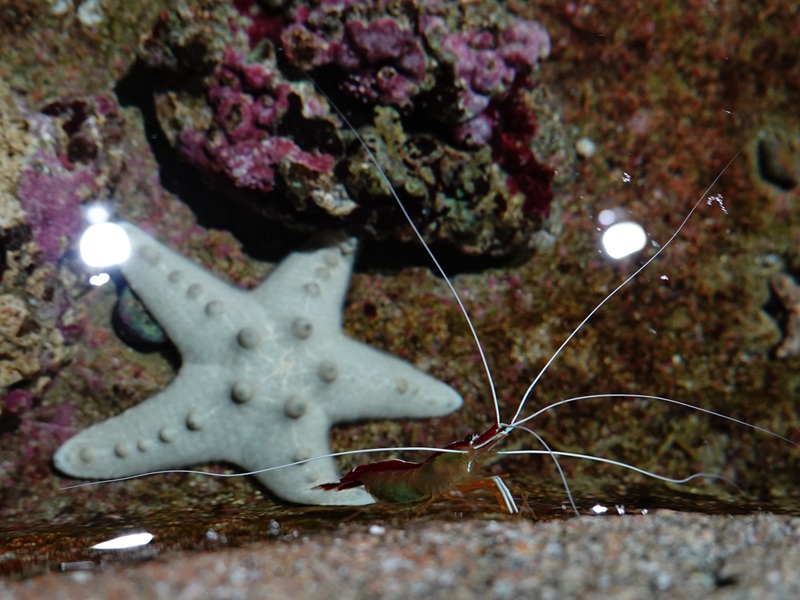 Ambon cleaner shrimp (Lysmata amboinensis)