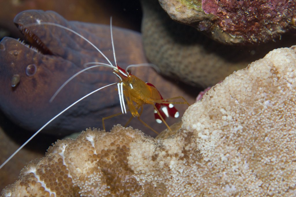 Ambon Cleaner Shrimp