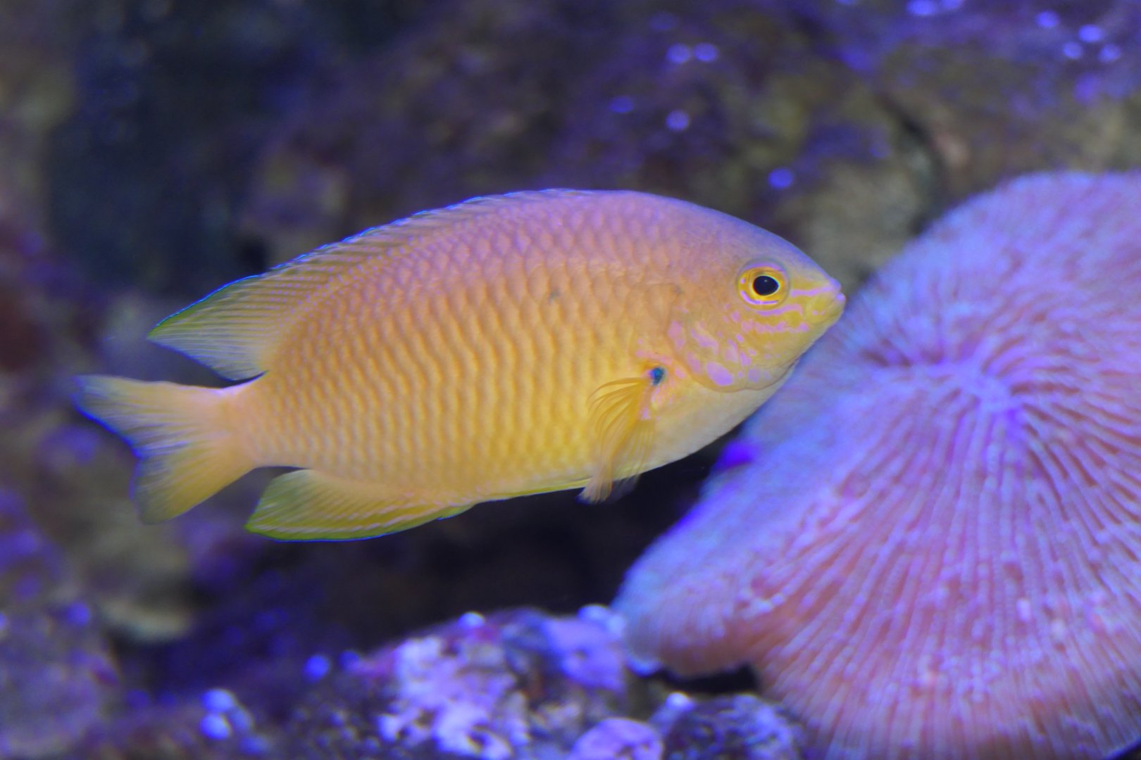 Ambon Damsel - Pomacentrus amboinensis