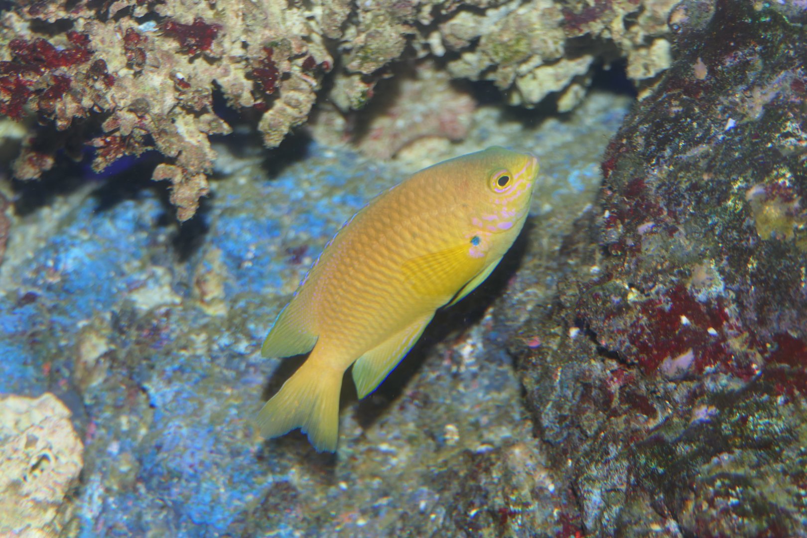 Ambon Damsel (Pomacentrus amboinensis)