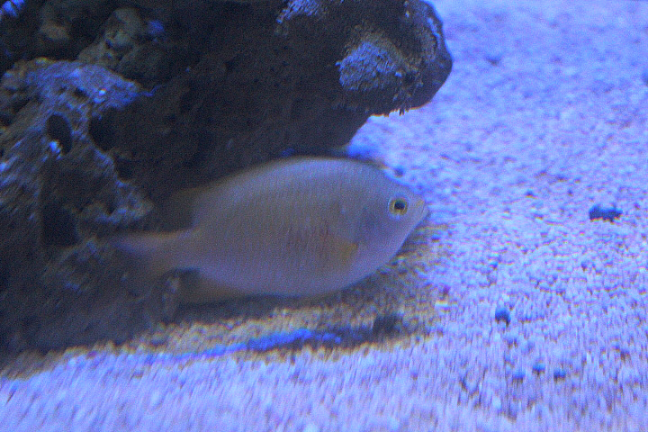 Ambon damsel (Pomacentrus amboinensis)