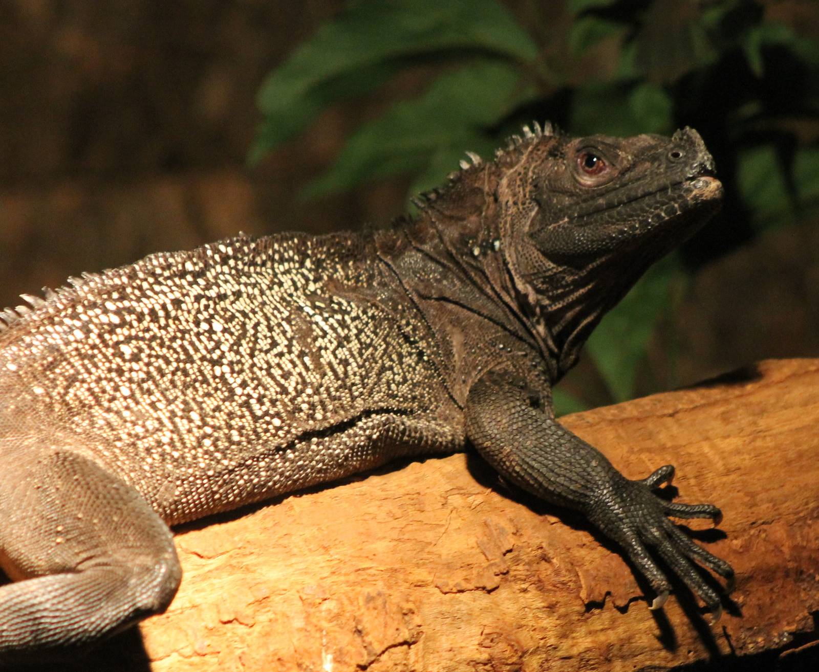 Ambon sail-fin lizard