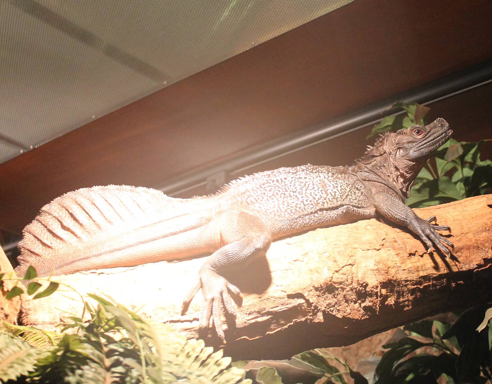 Ambon sail-fin lizard