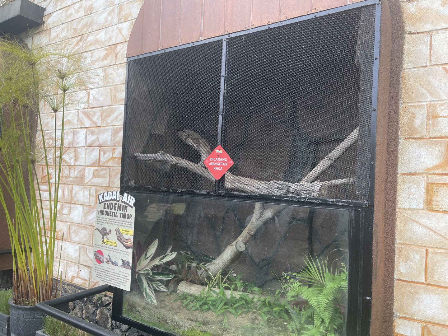 ambon sailfin dragon exhibit