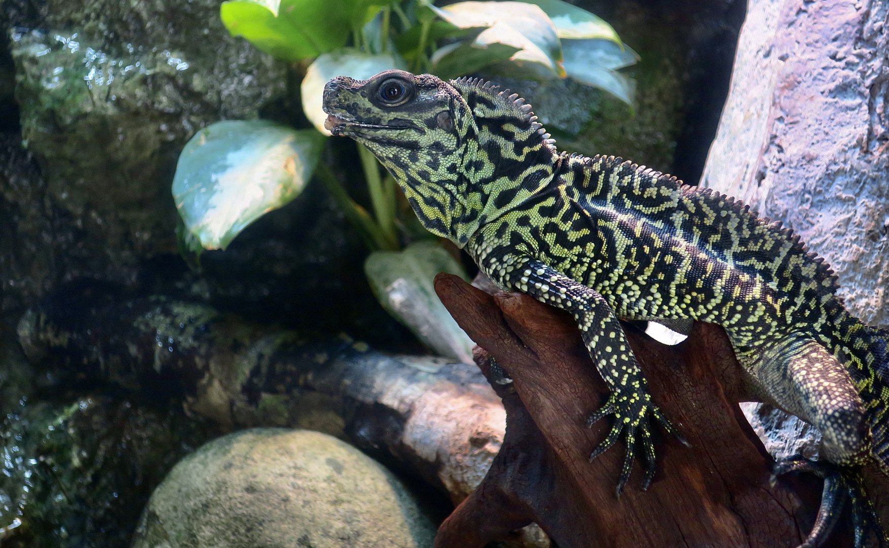 Ambon Sailfin Dragon (Hydrosaurus amboinensis) - Xpark