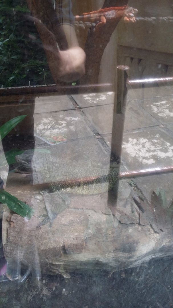 Ambon sailfin dragon (Hydrosaurus amboinensis)