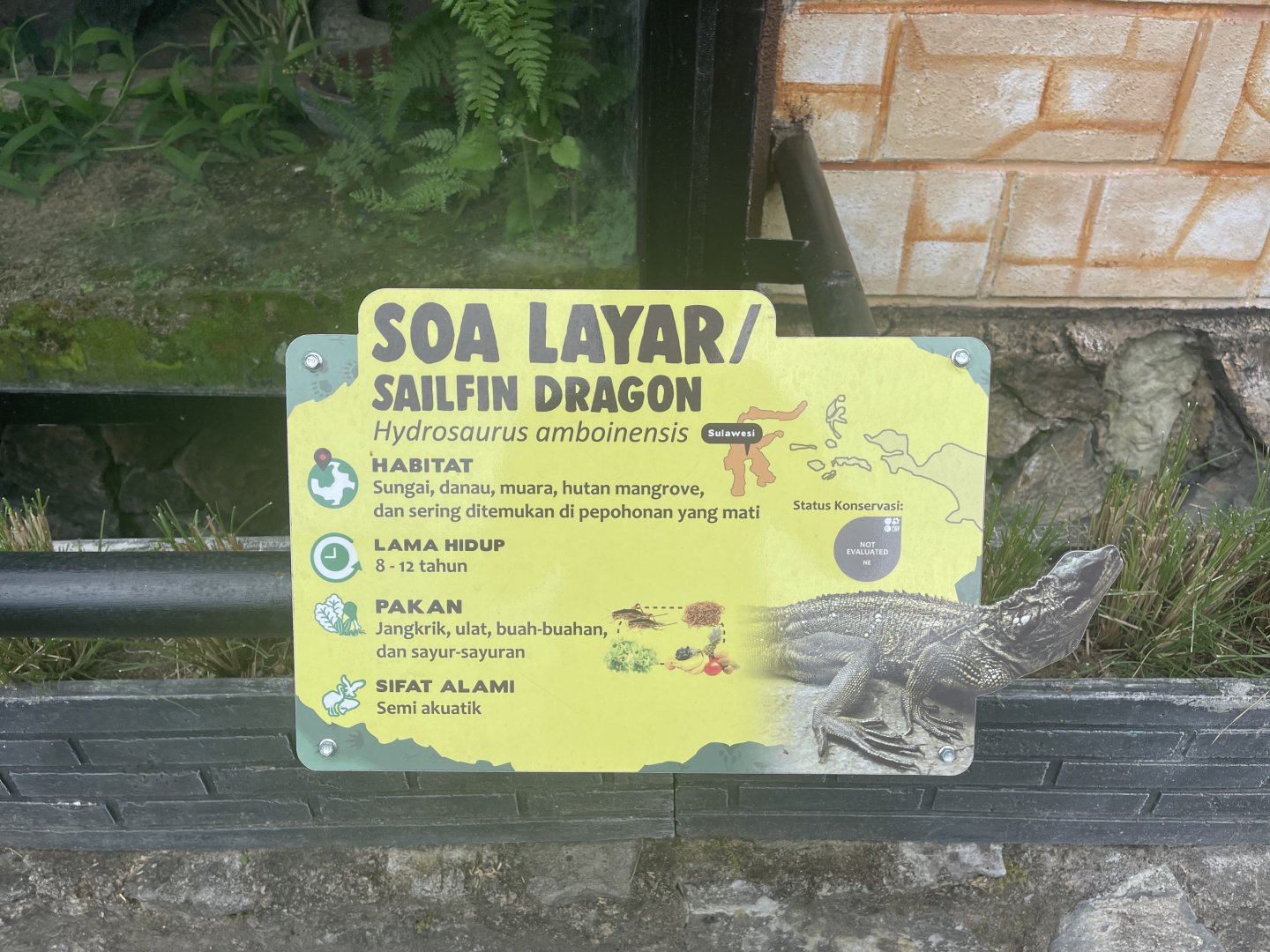 ambon sailfin dragon signage