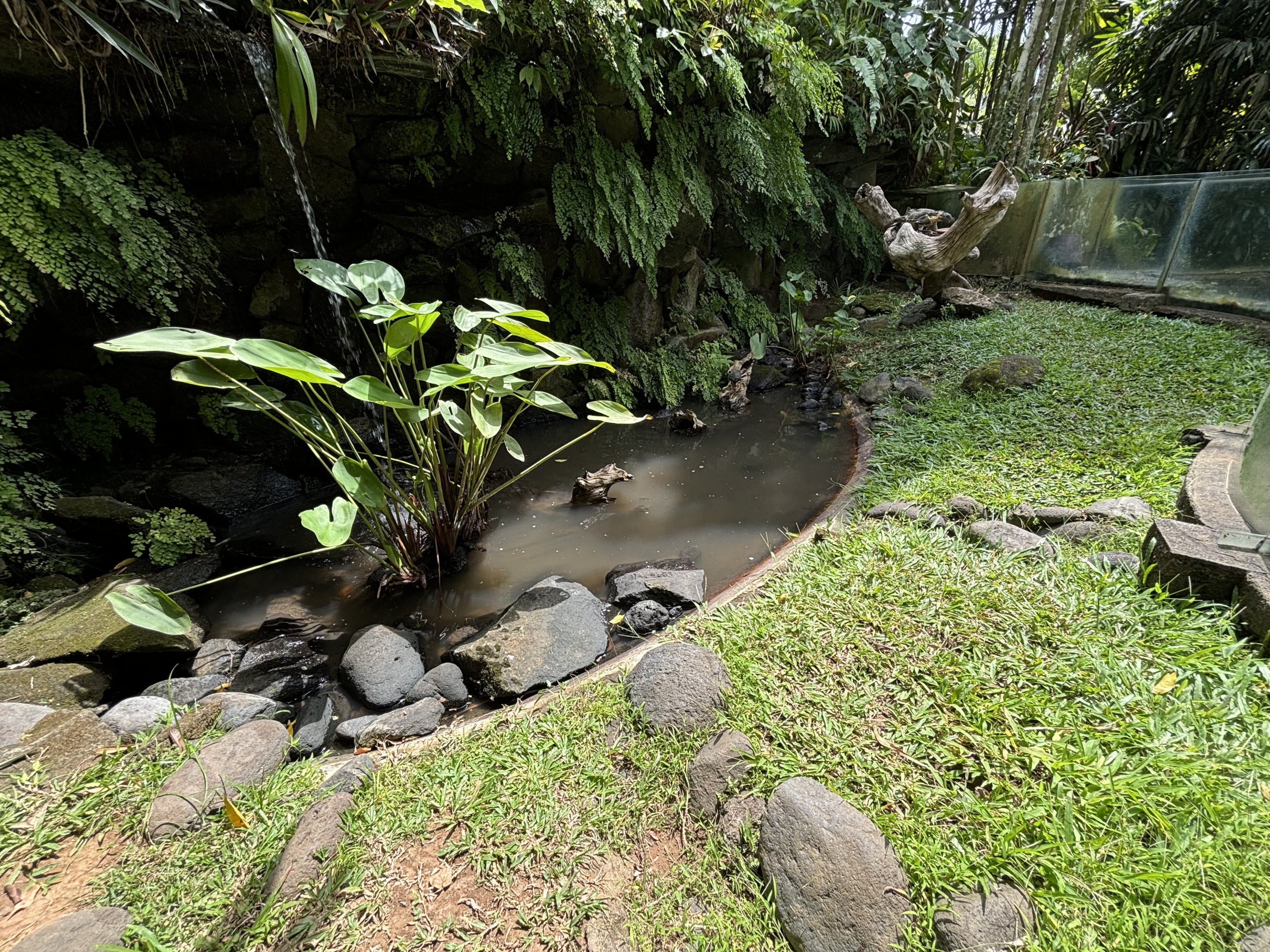 Ambon Sailfin Lizard Exhibit