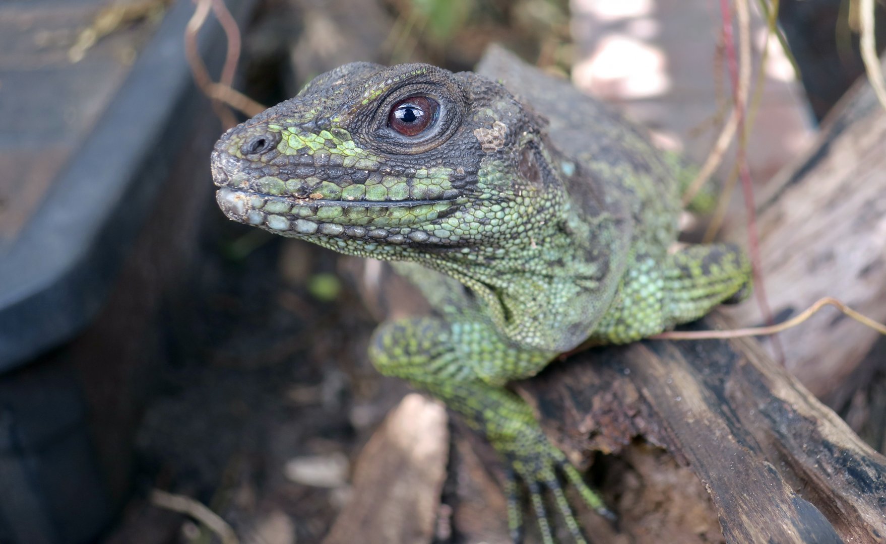 Ambon Sailfin Lizard (Hydrosaurus amboinensis)