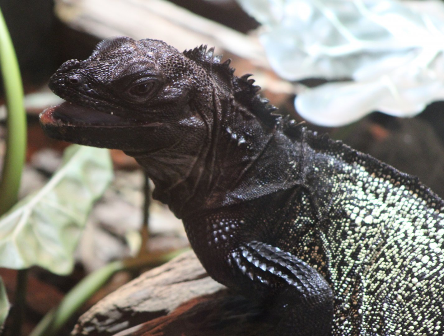 Ambon sailfin lizard