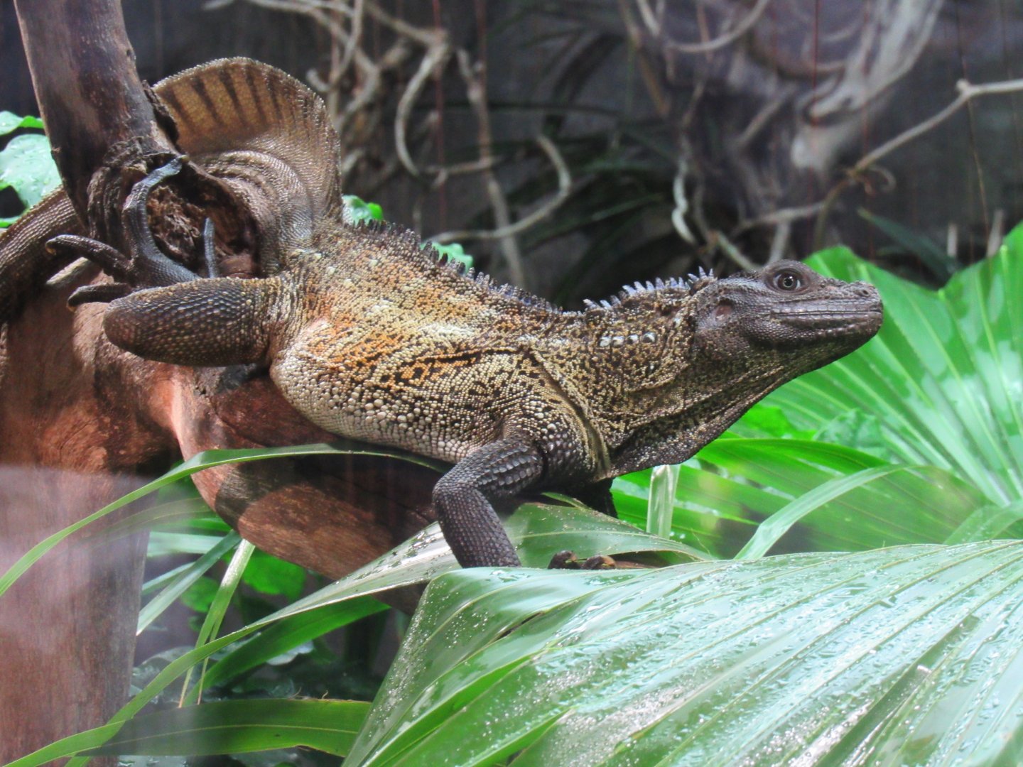 Ambon sailfin lizard