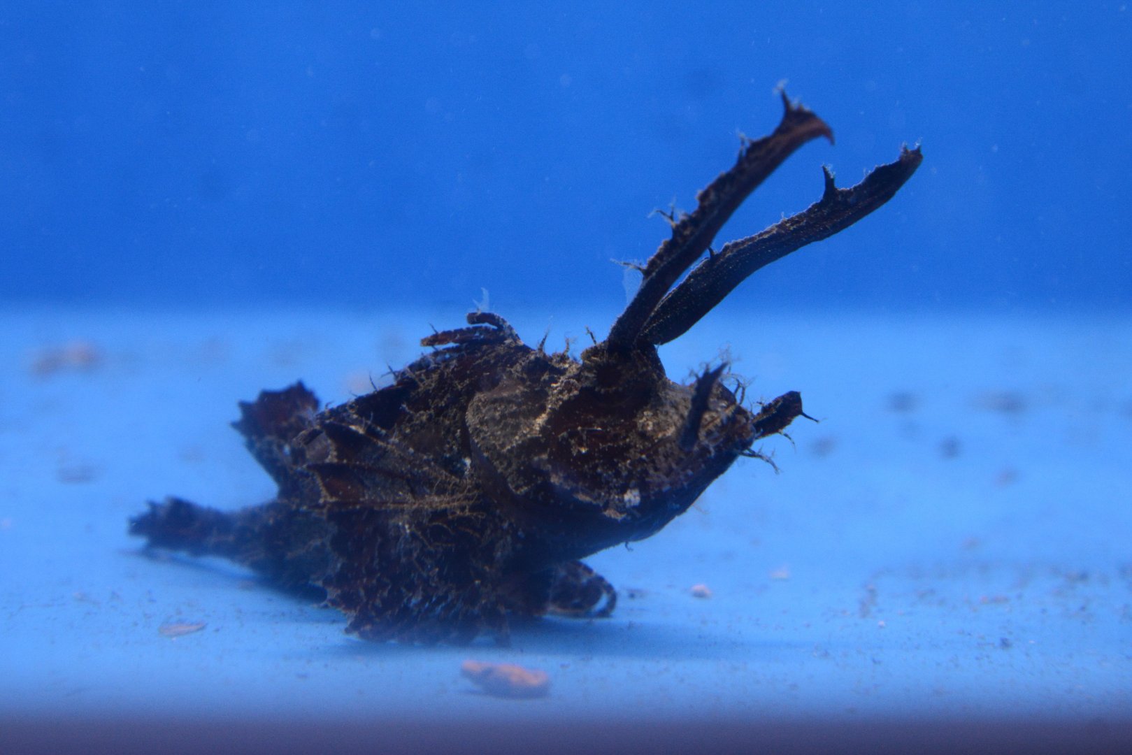 Ambon scorpionfish (Pteroidichthys amboinensis)