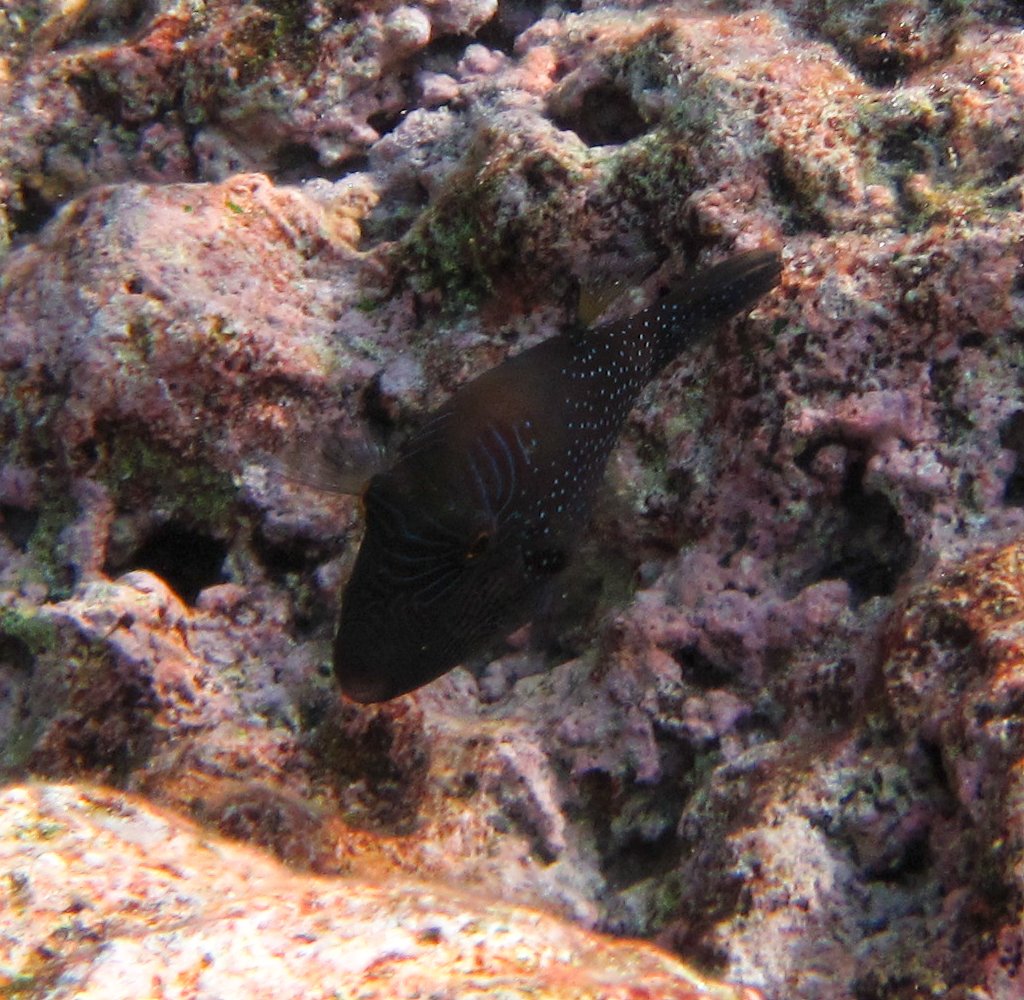 Ambon Toby (Canthigaster amboinensis)
