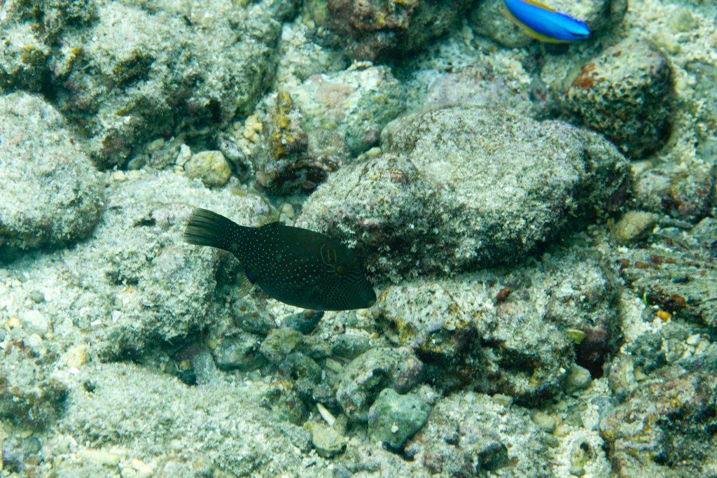 Ambon Toby (Canthigaster amboinensis)