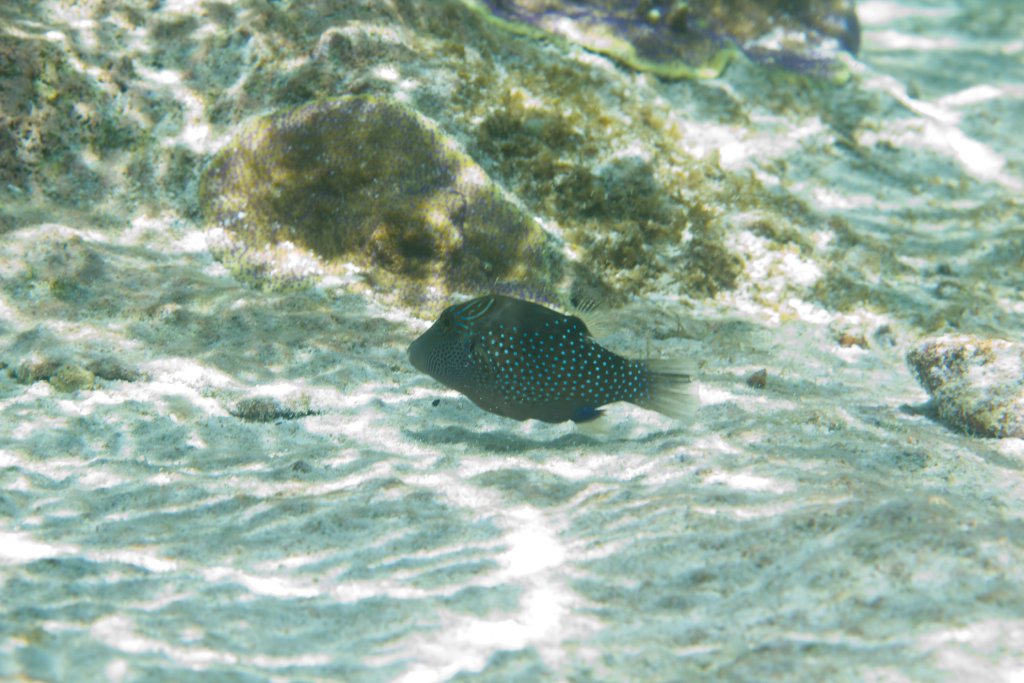 Ambon Toby (Canthigaster amboinensis)