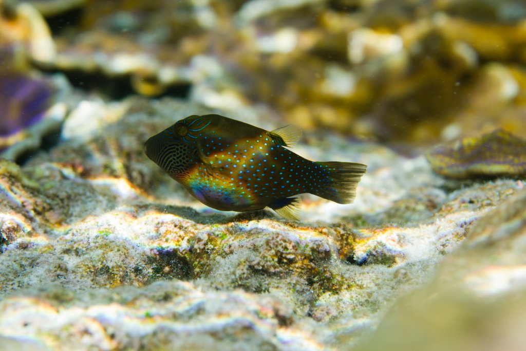 Ambon Toby (Canthigaster amboinensis)