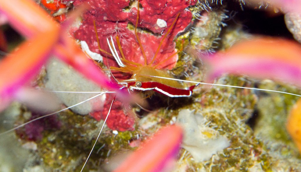 Ambon (Whitestriped) Cleaner Shrimp