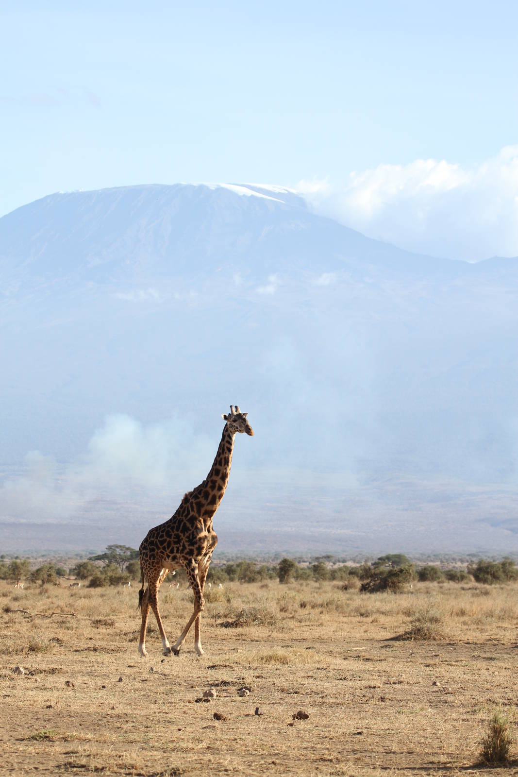 Amboseli