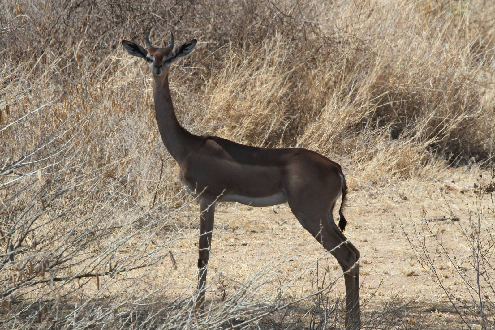 Amboseli