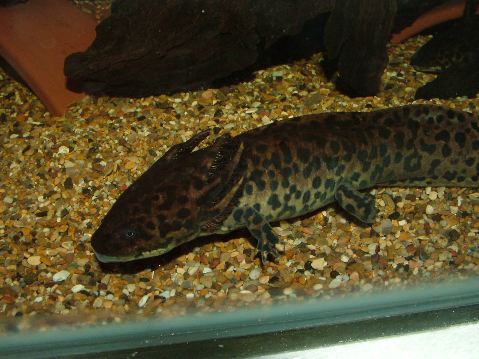 Ambystoma andersoni at Chester Dec 08
