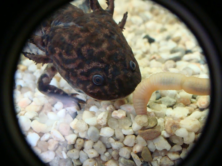 Ambystoma andersoni