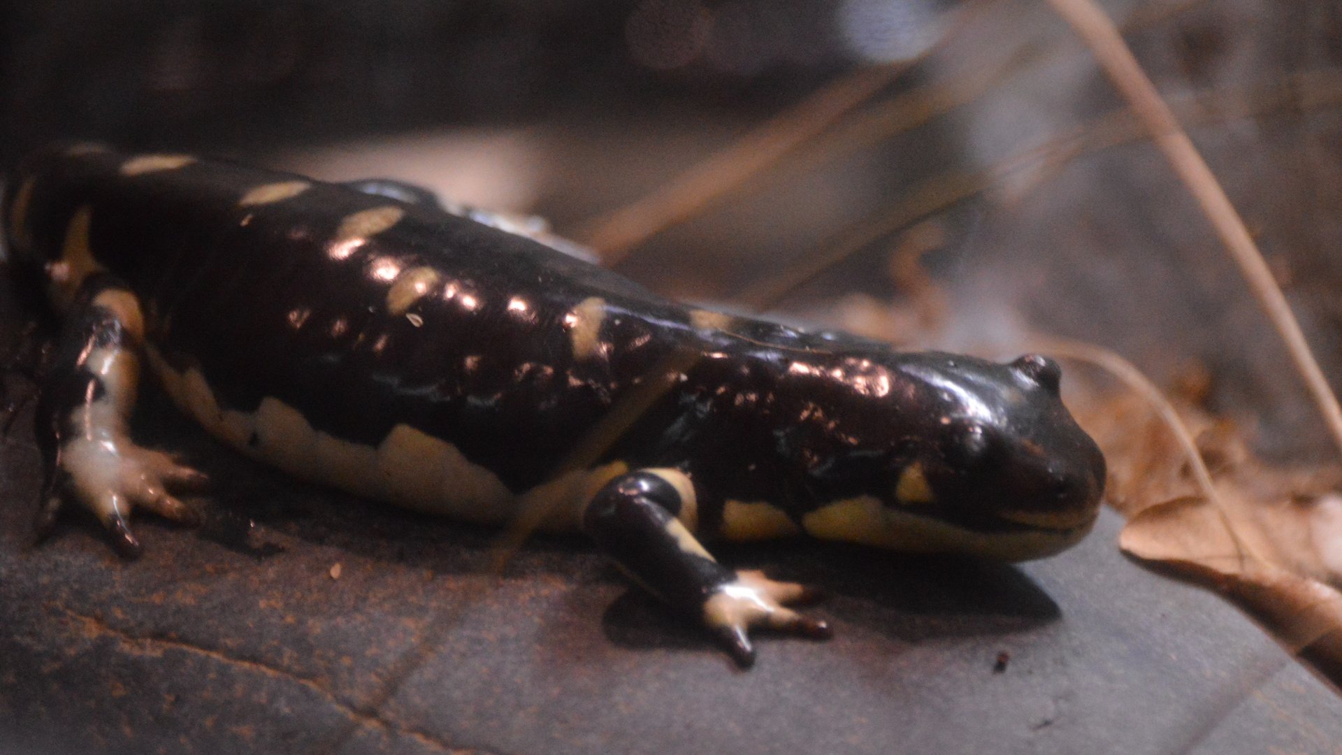 Ambystoma californiense