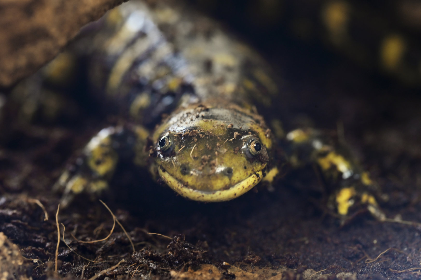 Ambystoma mavurtium