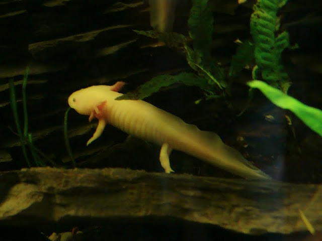 Ambystoma mexicanum